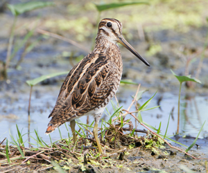 Замбын хараалж